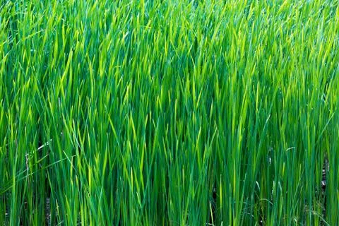 Bulrush thickets Stock Photos