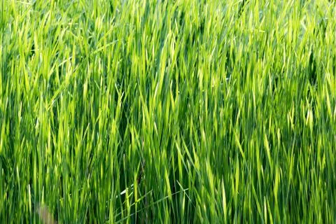 Bulrush thickets Stock Photos