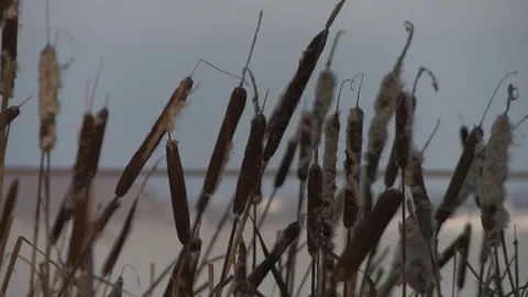 Bulrush thickets in the wind in winter view Video stock 74035498