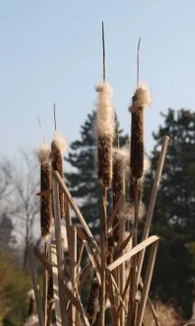 Bulrush - Typha latifolia Stock Photos