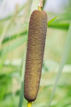 Bulrush - Typha 库存照片