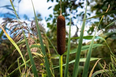 Bulrush wide Stock Photos