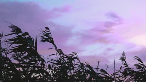 The bulrushes against the clouds at sunset Stock Footage 116130011
