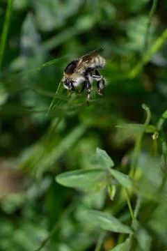Bumbblebe close up, macro in nature Stock Photos