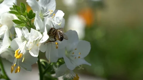Bumbelbee  is seating on a white  flower Stock Footage 111288294