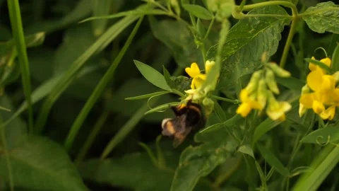 Bumblbee 10 Stock Footage 134010345