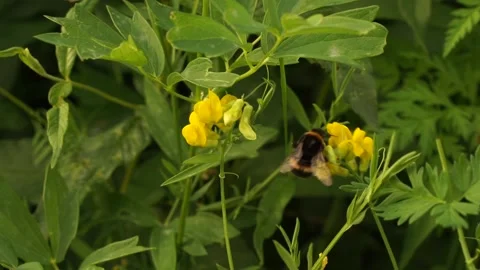 Bumblbee 11 Stock Footage 134005962