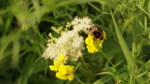 Bumblbee 12 Stock Footage 134005902