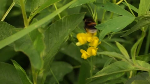 Bumblbee 13 Stock Footage 134005937
