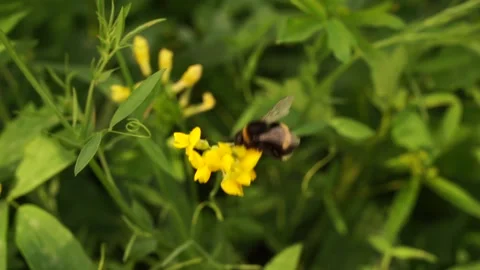 Bumblbee 14 Stock Footage 134005898