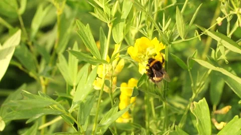 Bumblbee 15 Stock Footage 134005987