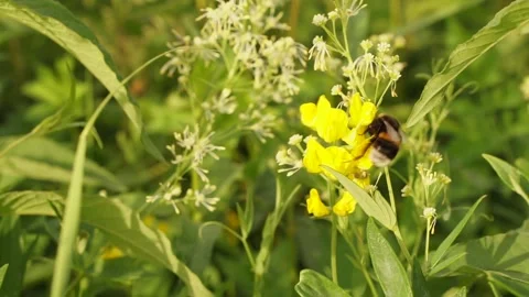 Bumblbee 16 Stock Footage 134006377