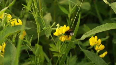 Bumblbee 17 Stock Footage 134006589