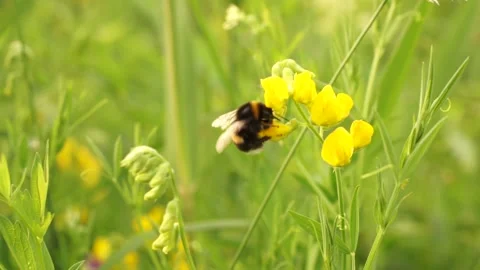 Bumblbee 18 Stock Footage 134006115