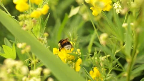 Bumblbee 2 Stock Footage 134009858