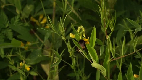 Bumblbee 5 Stock Footage 134010199