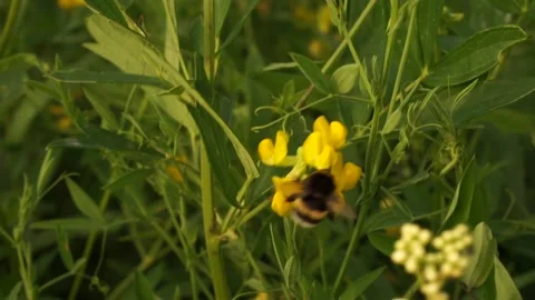 Bumblbee 6 Stock Footage 134010436