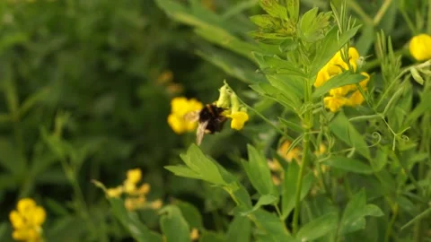 Bumblbee 7 Stock Footage 134010193