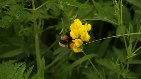 Bumblbee 8 Stock Footage 134010321