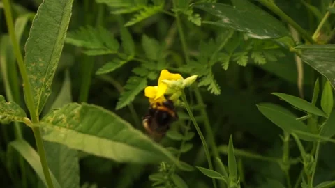Bumblbee 9 Stock Footage 134010432