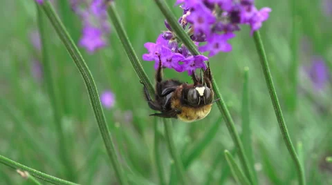 Bumblbee In Feild Upside Down On Lavender Plant Stock Footage 46367441