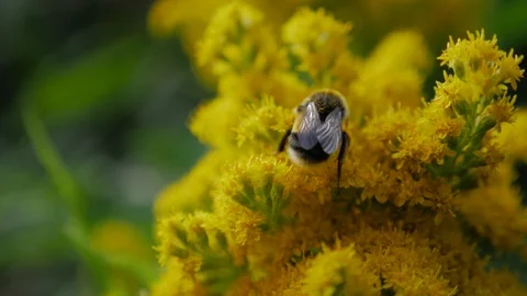 Bumblbee on a flower Stock Footage 122248683