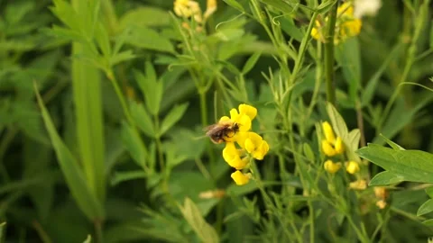 Bumblbee Stock Footage 134009441