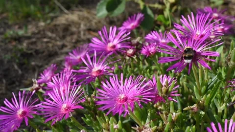 Bumblbee Stock Footage 135726050