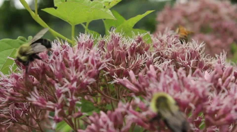 Bumble And Honey Bees Stock Footage 40844385