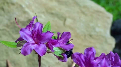Bumble Bee 1 HD Purple Flower Shallow Depth Stock Footage 10861988