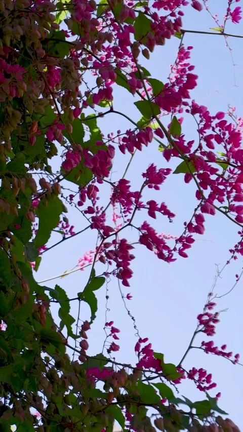 Bumble bee ambitiously foraging on pink flower, slow pan Stockbeeldmateriaal 300309019