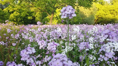 Bumble Bee Among Pink And White Flowers In Meadow With Sunset Warm Light Trees Video stock 200979527