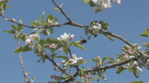 Bumble bee amongst apple blossoms wide view Stock Footage 56255899