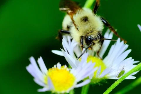 Bumble bee and aphid Stock Photos