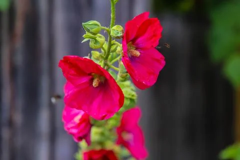 Bumble bee and bee flying in home garden Stock Photos
