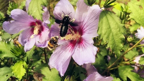 A bumble bee  and beetle collecting nectar and covered in pollen Video stock 123508871