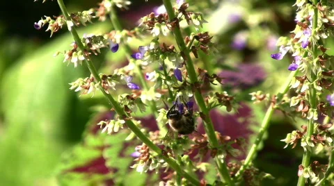 Bumble Bee and Coleus Stock Footage 865228