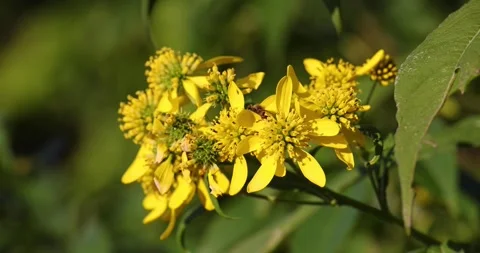 Bumble Bee and Honey Bee share yellow flower in search of pollen Stock Footage 250552603