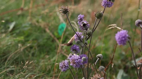 Bumble Bee and Moth on purple flowers Stock Footage 89588486