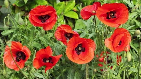 Bumble bee and poppies Stock Footage 155857533