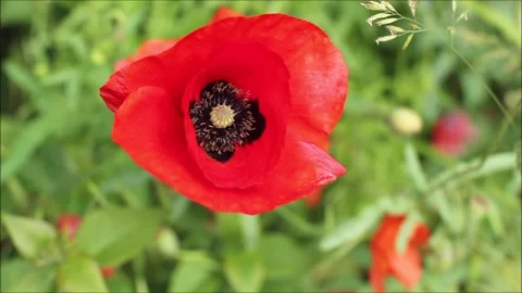 Bumble bee and poppy Stock Footage 155857504