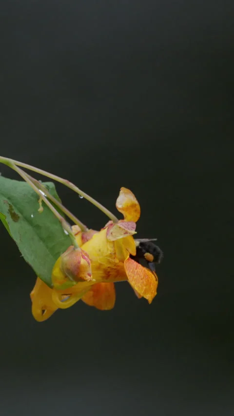 Bumble bee and touch me not flower Stock Footage 284374071