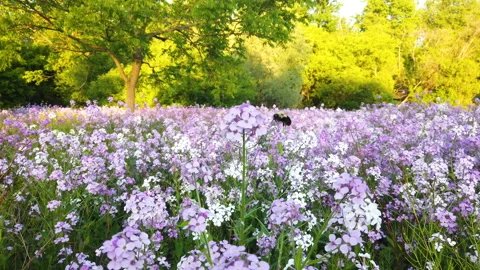Bumble Bee Appears From Behind Pink And White Flowers At Sunset And Flies Away Stock Footage 200979955