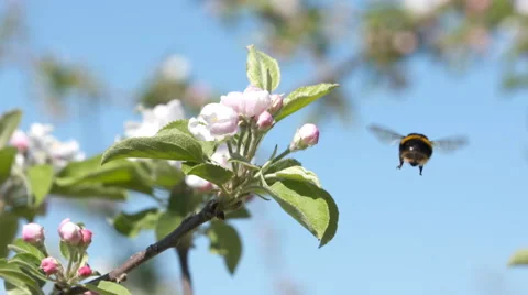 Bumble bee on apple blossoms and fly away slowmo Stock Footage 56256933