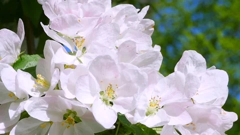 Bumble bee on Apple flowers. slow motion Stock-Footage 77252811
