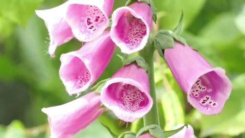 Bumble bee backing out of a foxglove trumpet then going in another. Video stock 337662594