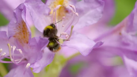 Bumble Bee Balancing Along Pink Flower Stamen and Collecting Nectar 스톡 동영상 51444442
