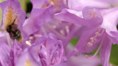 Bumble Bee Balancing upon Pink Flower Petal and Flying Off Stock Footage 51444742