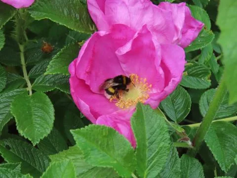 Bumble bee on beach rose Stock Photos