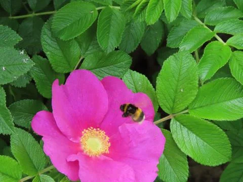 Bumble bee on beach rose Stock Photos